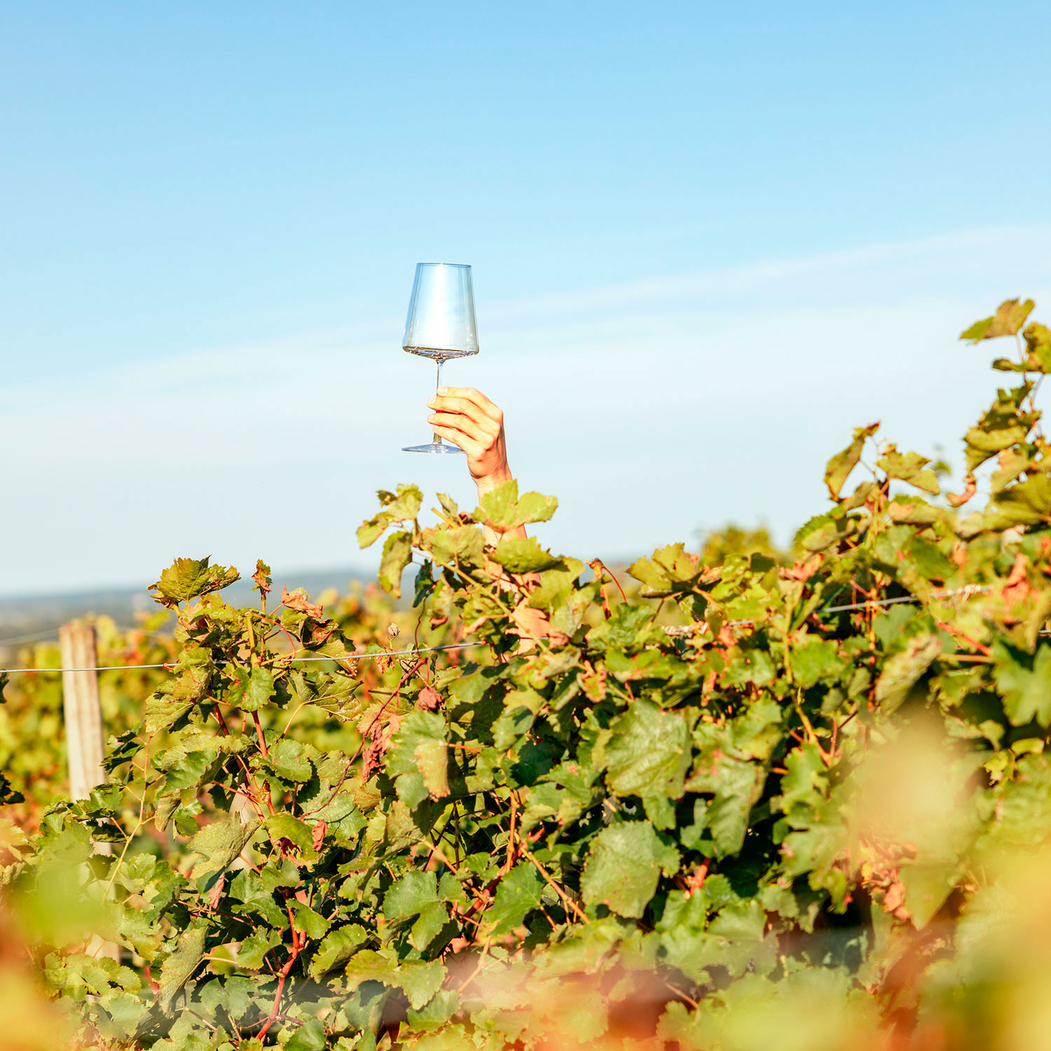 6 Copos vinho tinto Power 520ml - Stölzle Lausitz -              