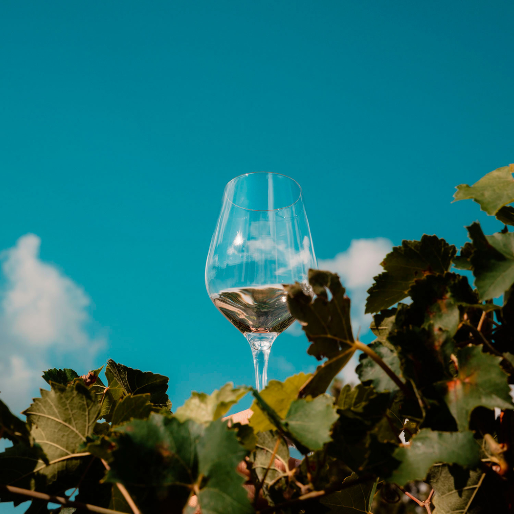 6 Exquisit White Wine Glasses 270ml - Stölzle Lausitz - 5602737107509