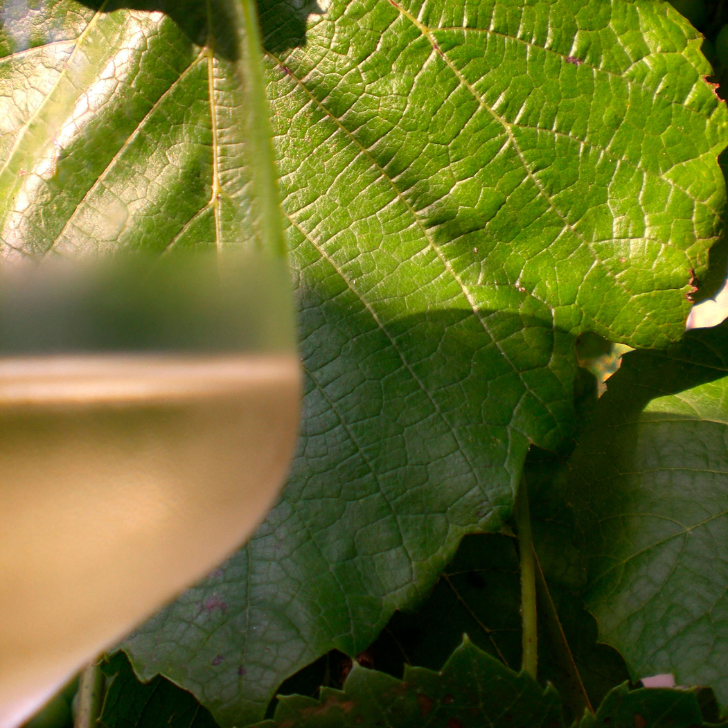 6 Experience White Wine Glasses 350ml - Stölzle Lausitz - 5602737107882