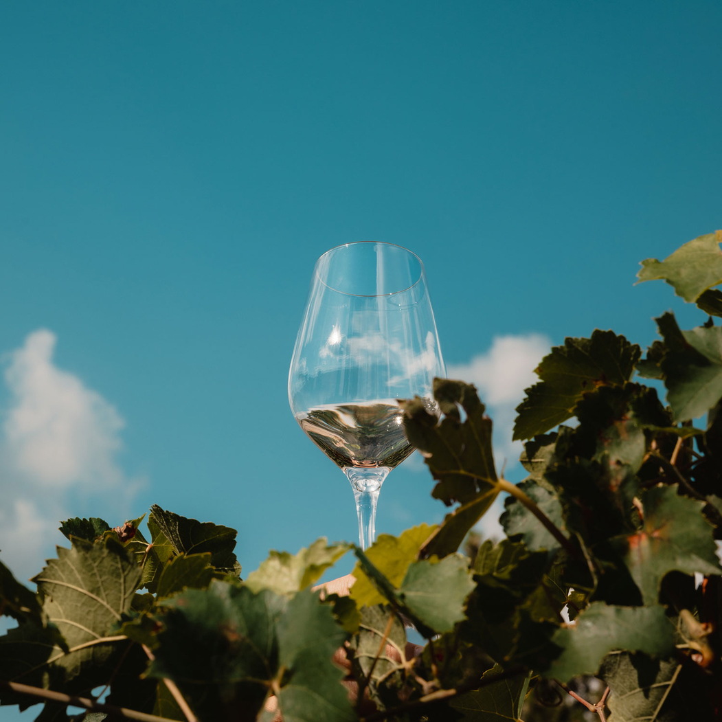 Copo Exquisit vinho branco 350ml - Stölzle Lausitz - 4012632109781